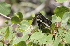 Limenitis weidemeyerii nevadae