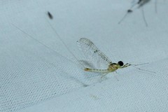 Stenacron interpunctatum