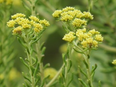 Helichrysum kraussii