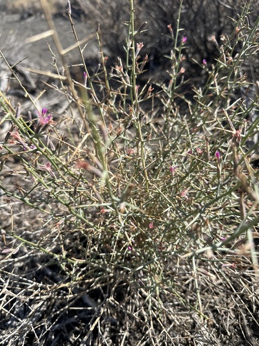 Image of Thorny Skeletonweed (Pleiacanthus spinosus) by no rights reserved