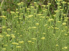 Helichrysum kraussii