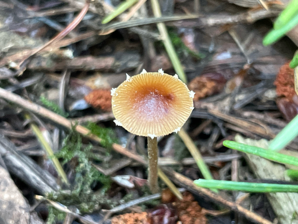 Pholiotina sp. 'PNW08'