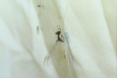 Stenacron interpunctatum