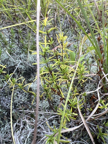 Sandhill St. Johnswort (Hypericum lloydii)