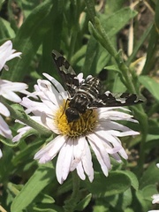 Exoprosopa dorcadion