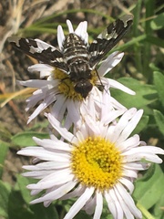 Exoprosopa dorcadion