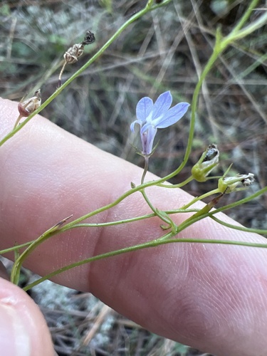 Image of Lobelia nuttallii by no rights reserved
