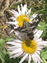 Exoprosopa dorcadion