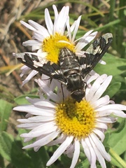 Exoprosopa dorcadion