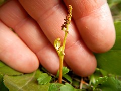 Botrychium matricariifolium