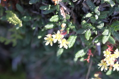 Saxifraga bronchialis funstonii