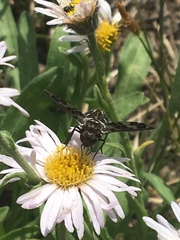 Exoprosopa dorcadion