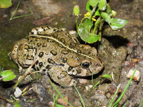 Hot Creek Toad
