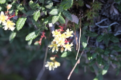 Saxifraga bronchialis funstonii