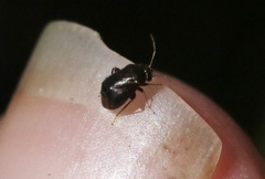 Slaterocoris
