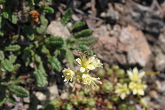 Saxifraga bronchialis funstonii