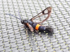 Synanthedon myopaeformis