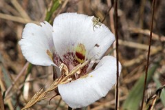 Mecaphesa schlingeri