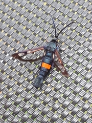 Synanthedon myopaeformis