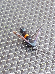Synanthedon myopaeformis