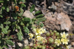Saxifraga bronchialis funstonii