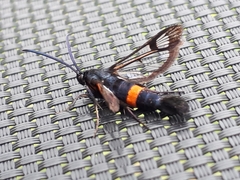 Synanthedon myopaeformis