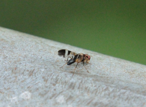 Euphranta variabilis