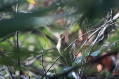 Sephanoides sephaniodes