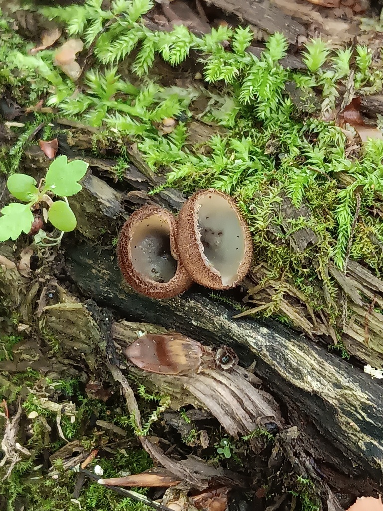 Humaria sp. 'PNW01'