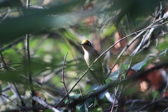 Sephanoides sephaniodes