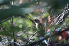 Sephanoides sephaniodes