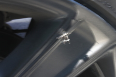 Trichodezia albovittata