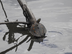 Graptemys flavimaculata