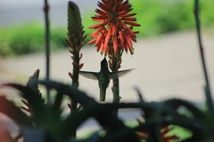 Sephanoides sephaniodes