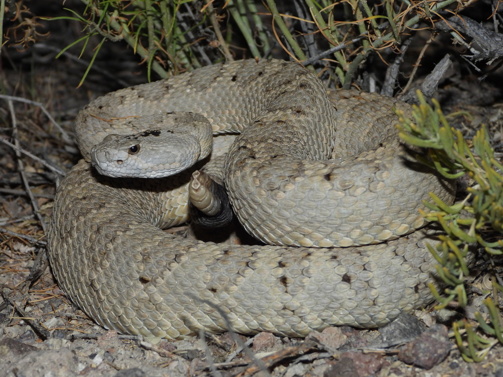 Great Basin Rattlesnake Venom