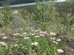 Exoprosopa dorcadion