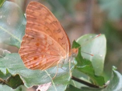Phalanta