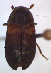 Dermestes carnivorus