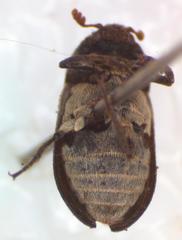 Dermestes carnivorus