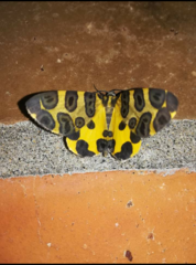Pantherodes pardalaria