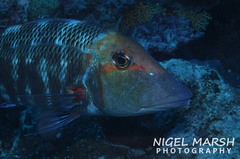 Lethrinus miniatus