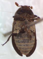 Dermestes carnivorus