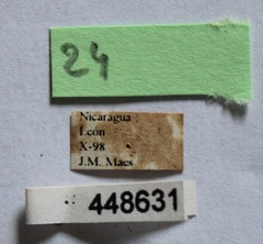 Dermestes carnivorus