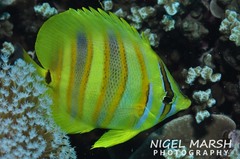Chaetodon rainfordi