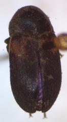 Dermestes carnivorus