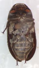 Dermestes carnivorus