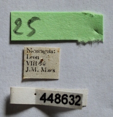 Dermestes carnivorus