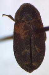 Dermestes carnivorus