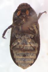 Dermestes carnivorus