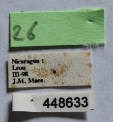 Dermestes carnivorus